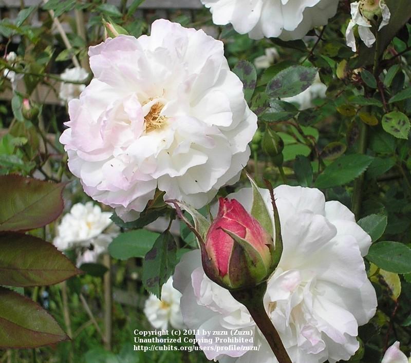 Photo of Rose (Rosa 'Madame Alfred Carriere') uploaded by zuzu