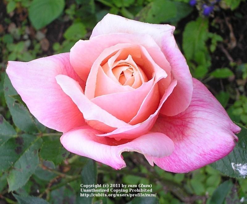 Photo of Rose (Rosa 'La Jolla') uploaded by zuzu