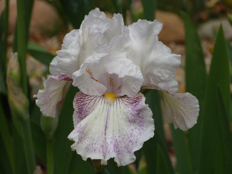 Photo of Tall Bearded Iris (Iris 'Hi There Gorgeous') uploaded by Betja
