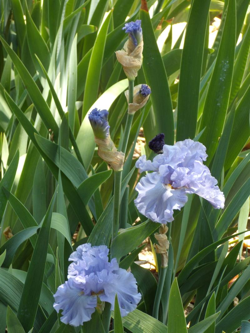 Photo of Tall Bearded Iris (Iris 'Bubbling Waves') uploaded by Betja