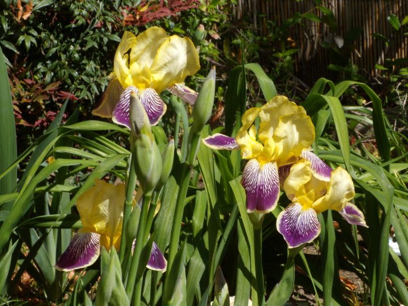 Photo of Intermediate Bearded Iris (Iris 'Loreley') uploaded by Betja
