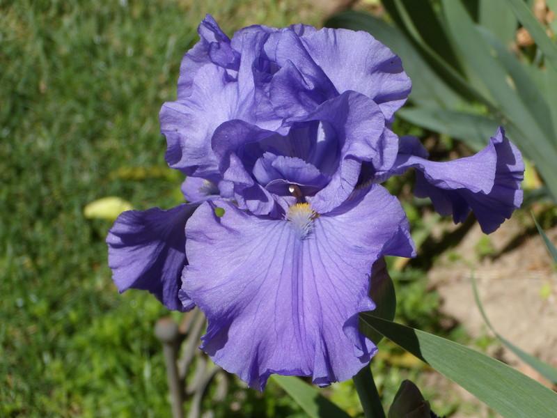Photo of Tall Bearded Iris (Iris 'Breakers') uploaded by Betja