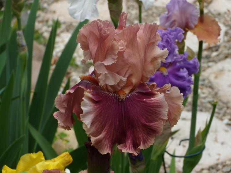 Photo of Tall Bearded Iris (Iris 'Lord of Mayfair') uploaded by Betja