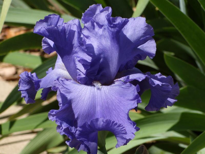 Photo of Tall Bearded Iris (Iris 'Yaquina Blue') uploaded by Betja