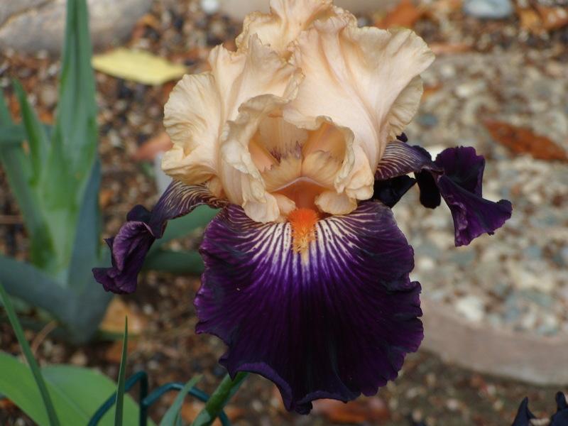 Photo of Tall Bearded Iris (Iris 'Greatest Show on Earth') uploaded by Betja
