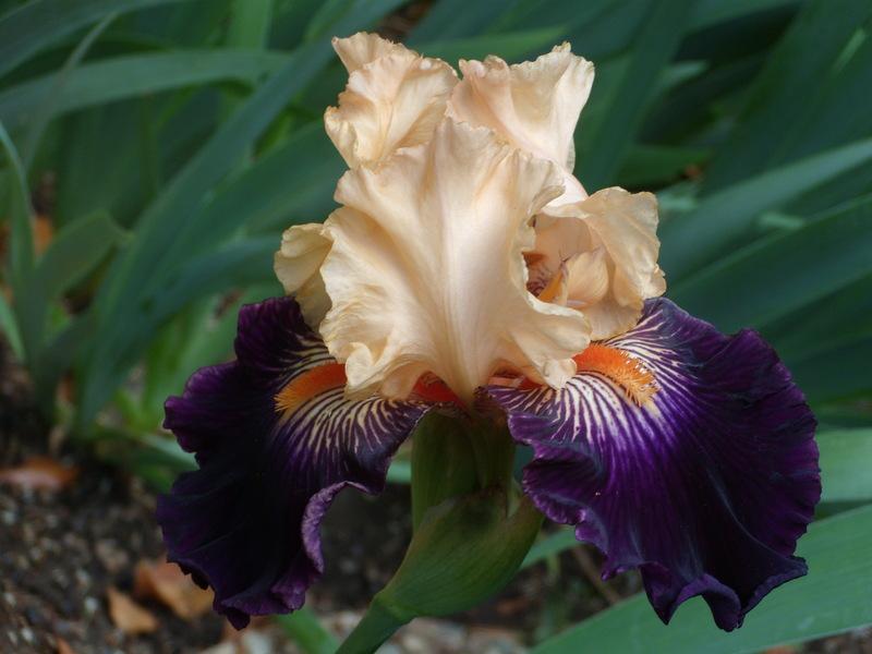 Photo of Tall Bearded Iris (Iris 'Greatest Show on Earth') uploaded by Betja