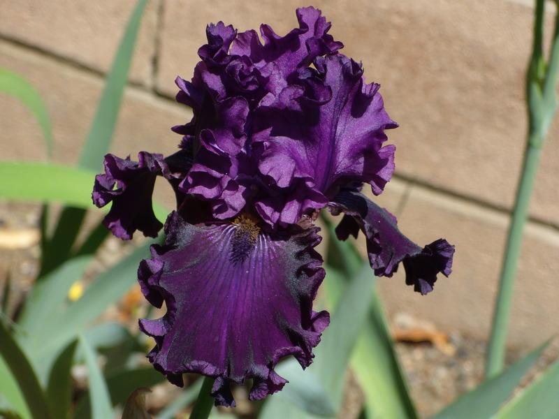 Photo of Tall Bearded Iris (Iris 'Plum Poodle') uploaded by Betja