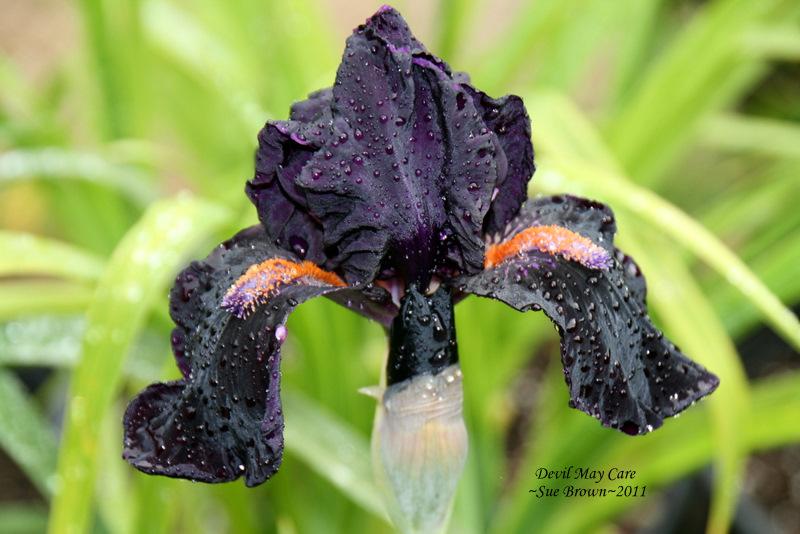 Photo of Intermediate Bearded Iris (Iris 'Devil May Care') uploaded by Calif_Sue