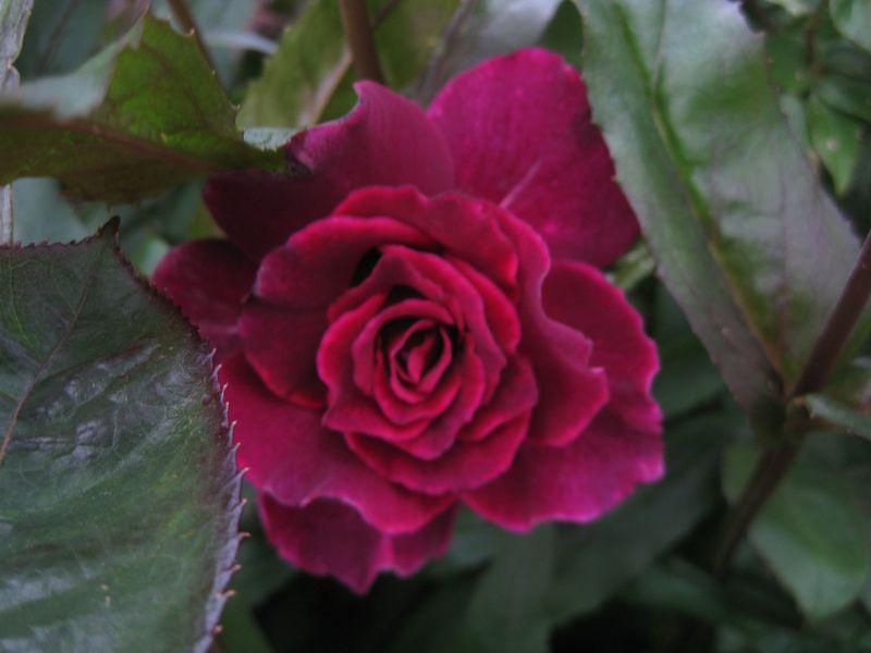 Photo of Rose (Rosa 'Intrigue') uploaded by clintbrown