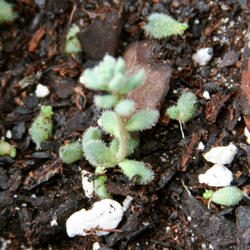 
4/25/11 Roots and shoots developing on leaves on soil surface.
