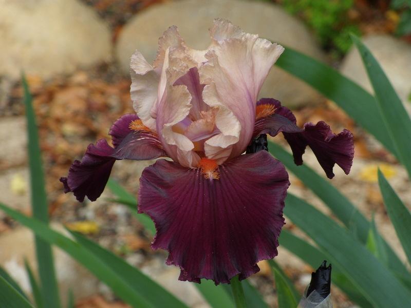 Photo of Tall Bearded Iris (Iris 'Feudalism') uploaded by Betja