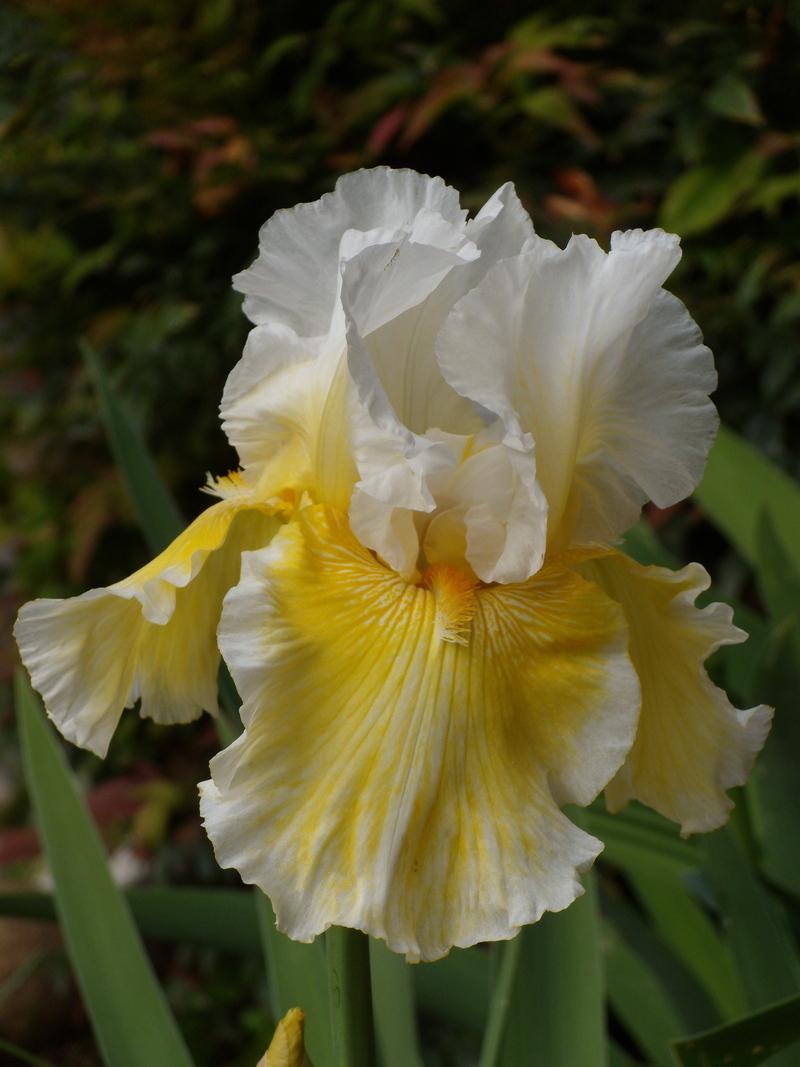 Photo of Tall Bearded Iris (Iris 'Glowing Smile') uploaded by Betja