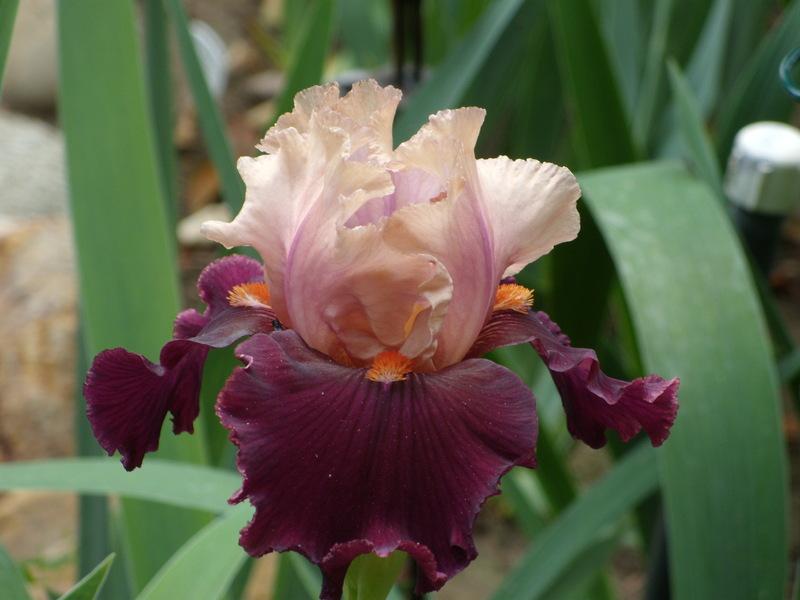 Photo of Tall Bearded Iris (Iris 'Feudalism') uploaded by Betja