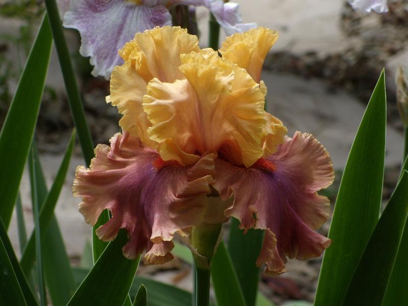Photo of Tall Bearded Iris (Iris 'Glamazon') uploaded by Betja