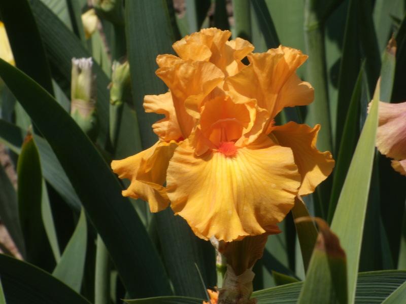 Photo of Tall Bearded Iris (Iris 'Fiery Figure') uploaded by Betja
