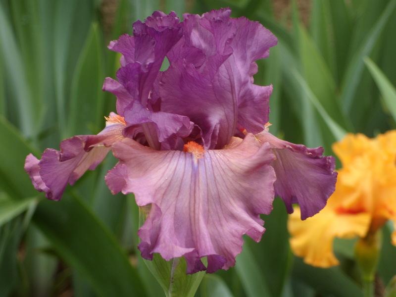 Photo of Tall Bearded Iris (Iris 'Dandy Candy') uploaded by Betja