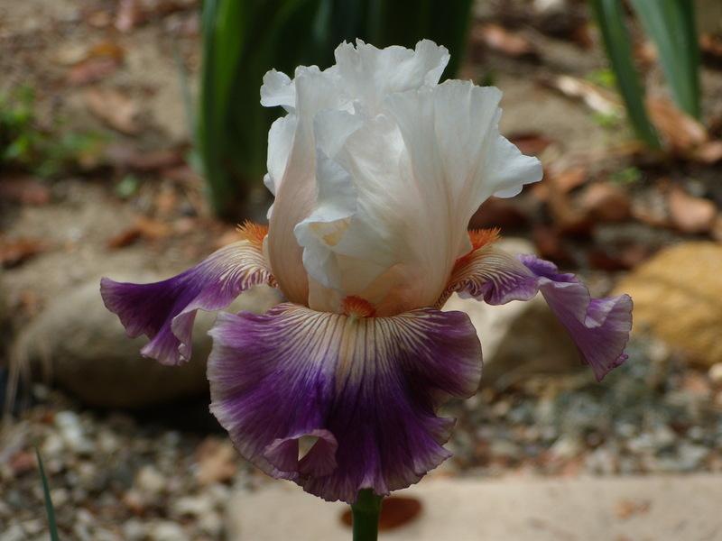 Photo of Tall Bearded Iris (Iris 'Pop Idol') uploaded by Betja