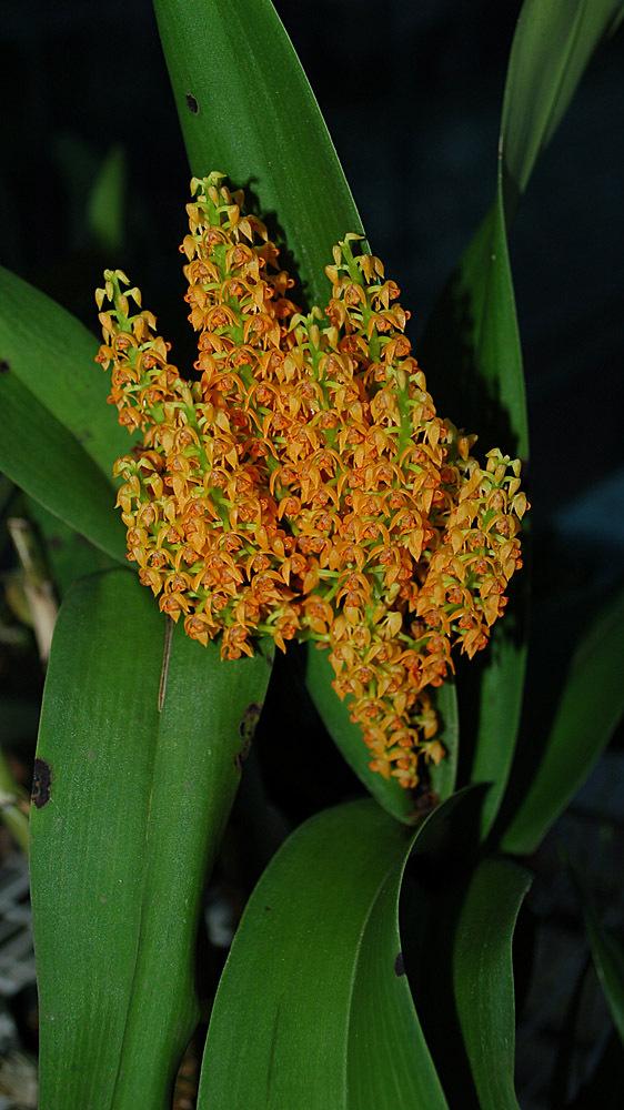 Photo of Orchid (Polystachya paniculata) uploaded by Ursula
