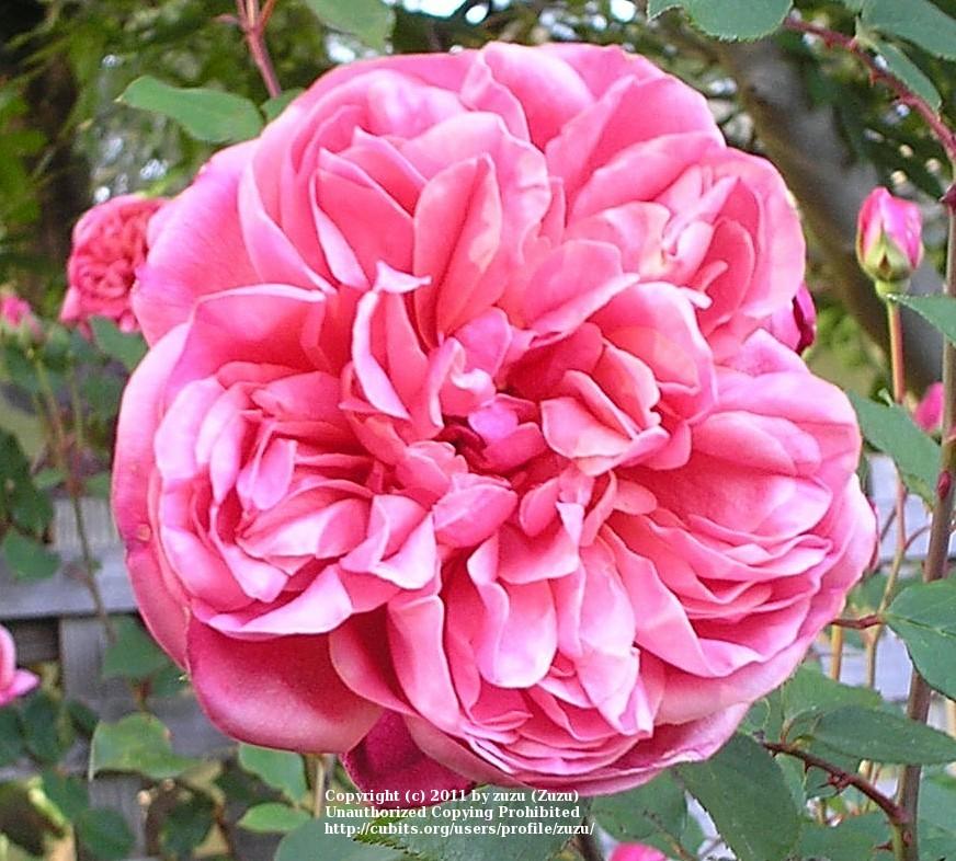 Photo of Tea Rose (Rosa 'Monsieur Tillier') uploaded by zuzu