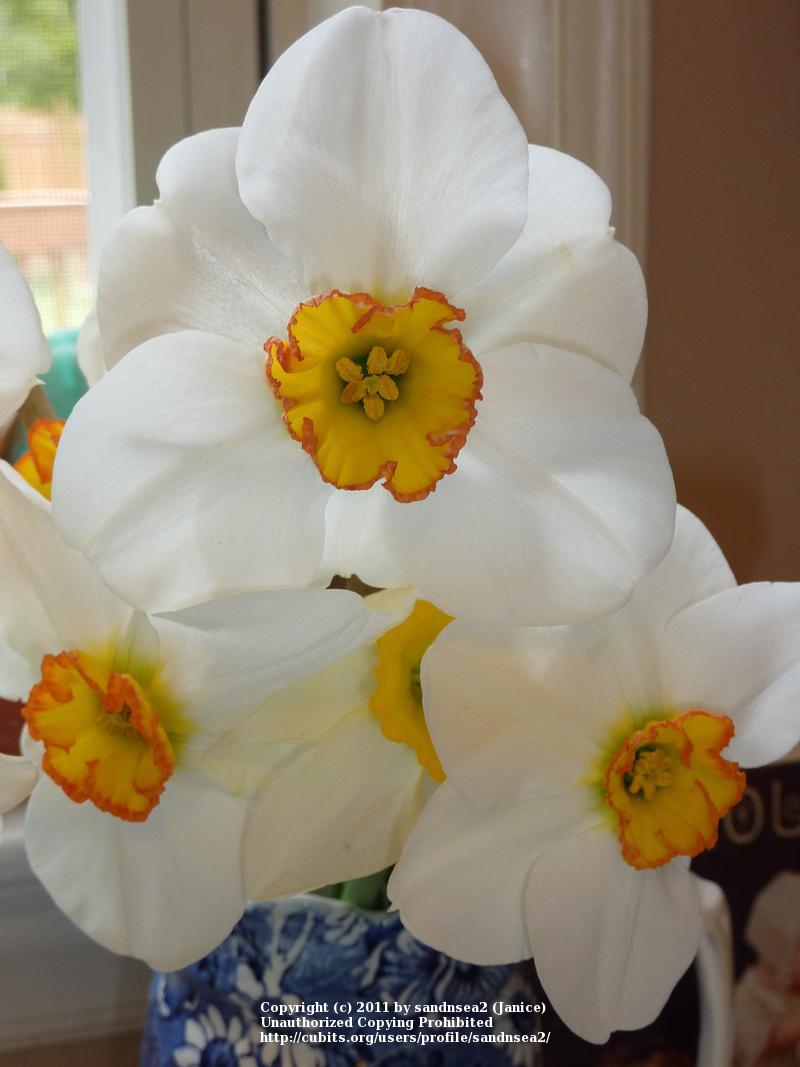 Photo of Small-Cupped Daffodil (Narcissus 'Merlin') uploaded by sandnsea2