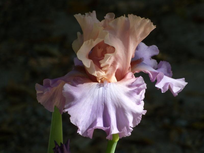 Photo of Tall Bearded Iris (Iris 'Fashionista') uploaded by Betja
