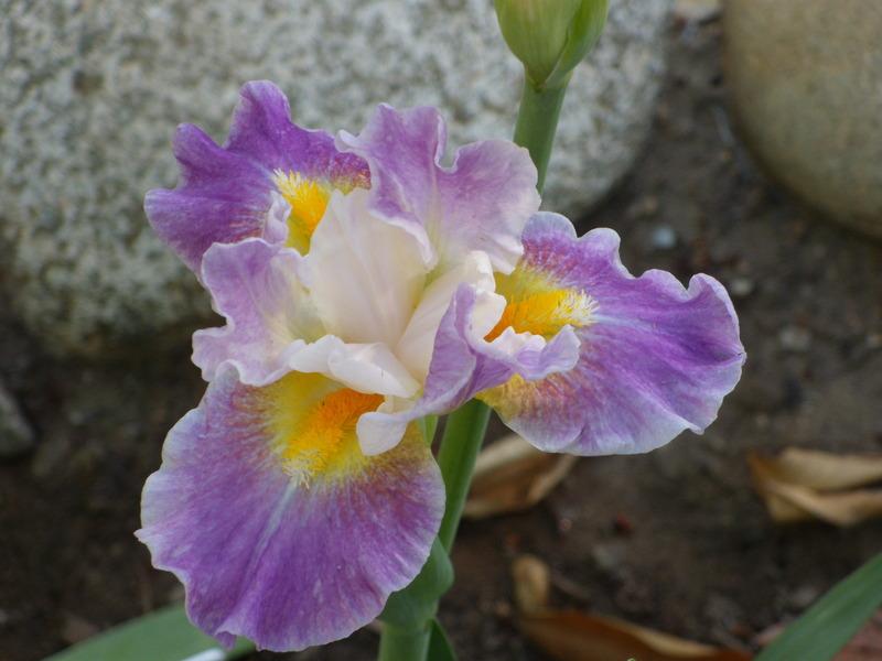 Photo of Intermediate Bearded Iris (Iris 'Backlit Beauty') uploaded by Betja