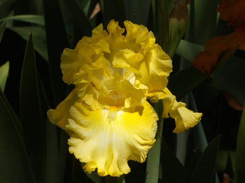 Photo of Tall Bearded Iris (Iris 'Sun Shine In') uploaded by Betja