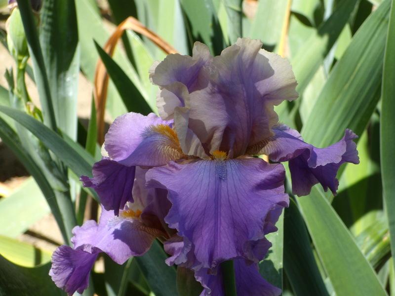 Photo of Tall Bearded Iris (Iris 'Kevin's Theme') uploaded by Betja