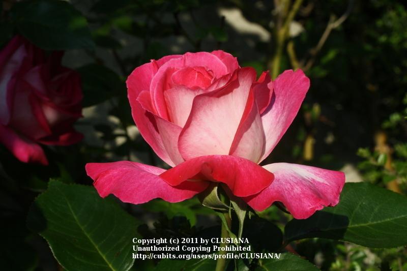 Photo of Rose (Rosa 'Rose Gaujard') uploaded by CLUSIANA
