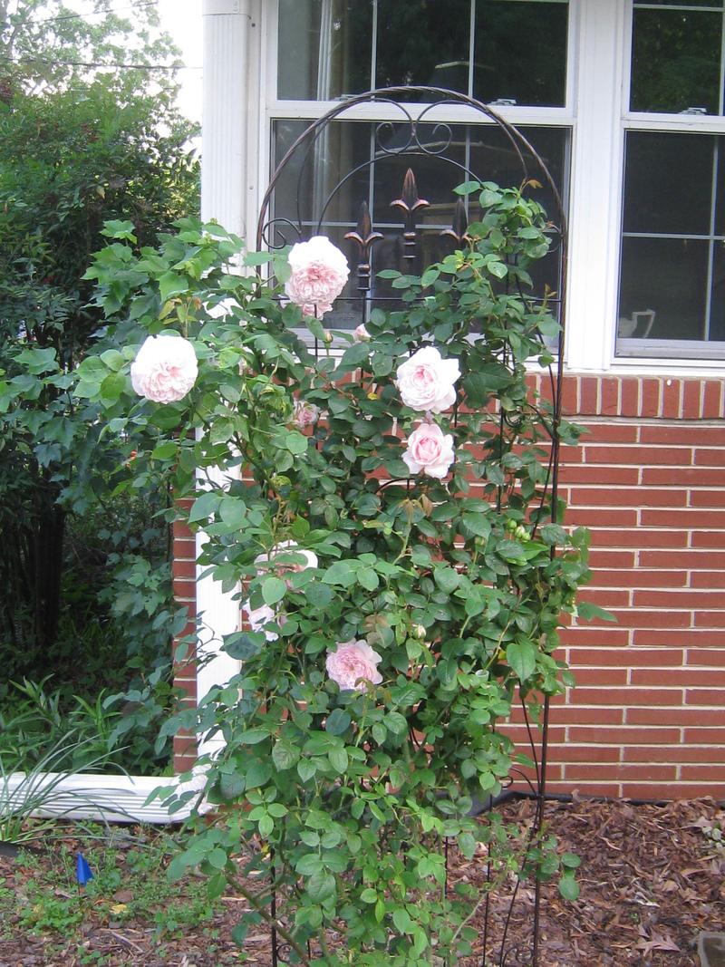 Photo of Rose (Rosa 'Eglantyne') uploaded by Hemophobic