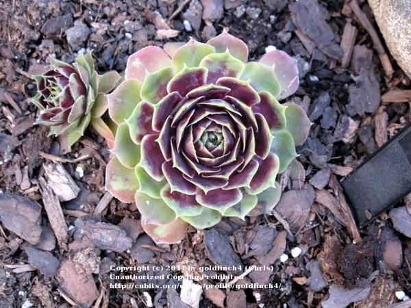 Photo of Hen and Chicks (Sempervivum tectorum 'Rouge') uploaded by goldfinch4