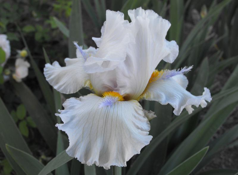 Photo of Tall Bearded Iris (Iris 'Glacier Point') uploaded by redheadclan