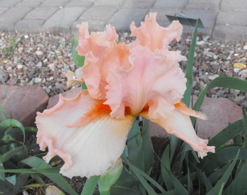 Photo of Tall Bearded Iris (Iris 'Coral Point') uploaded by redheadclan