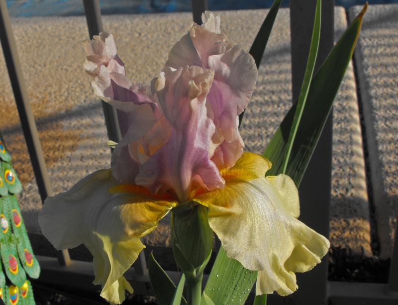 Photo of Tall Bearded Iris (Iris 'After the Dawn') uploaded by redheadclan