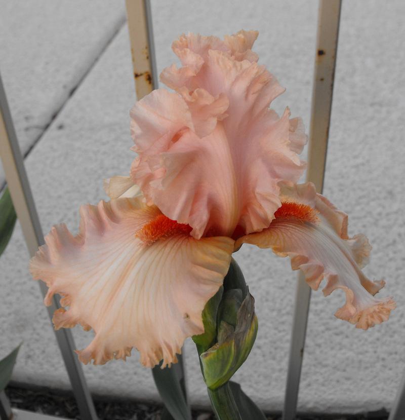 Photo of Tall Bearded Iris (Iris 'Dancing in the Street') uploaded by redheadclan