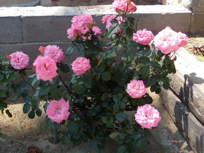 Photo of Rose (Rosa 'Pleasure') uploaded by Betja