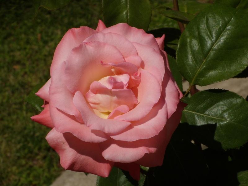 Photo of Rose (Rosa 'Sheer Elegance') uploaded by Betja