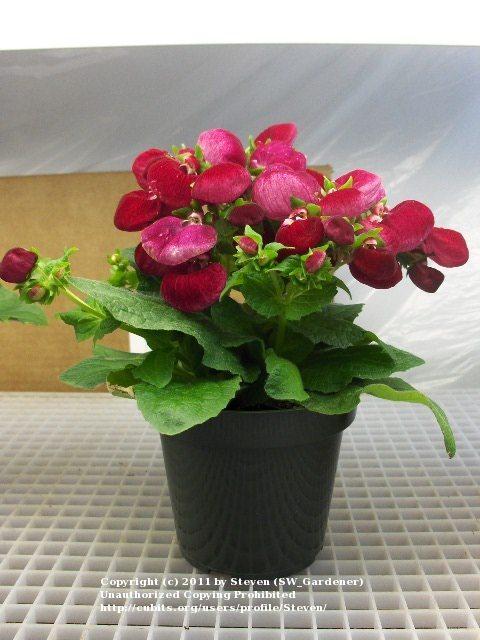 Photo of Pocketbook Plant (Calceolaria) uploaded by Steven