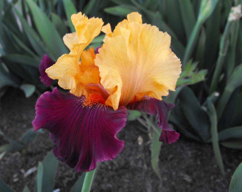 Photo of Tall Bearded Iris (Iris 'Idol') uploaded by redheadclan