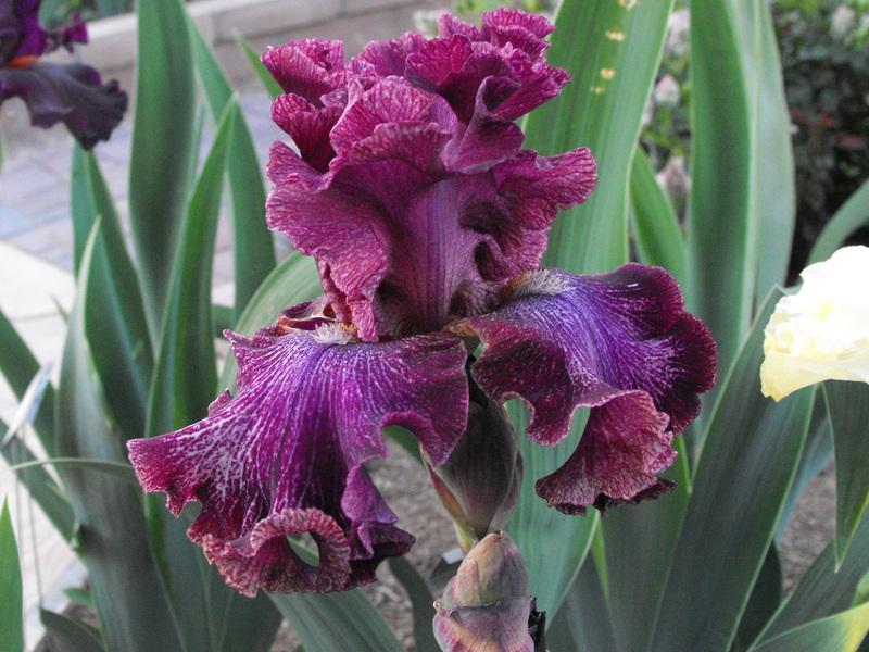 Photo of Tall Bearded Iris (Iris 'Pep Rally') uploaded by redheadclan
