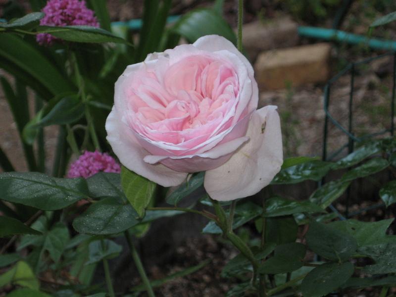 Photo of Rose (Rosa 'Souvenir de la Malmaison') uploaded by wcgypsy