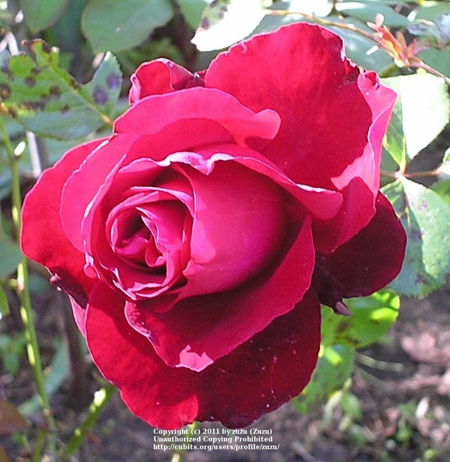 Photo of Rose (Rosa 'Black Cherry') uploaded by zuzu
