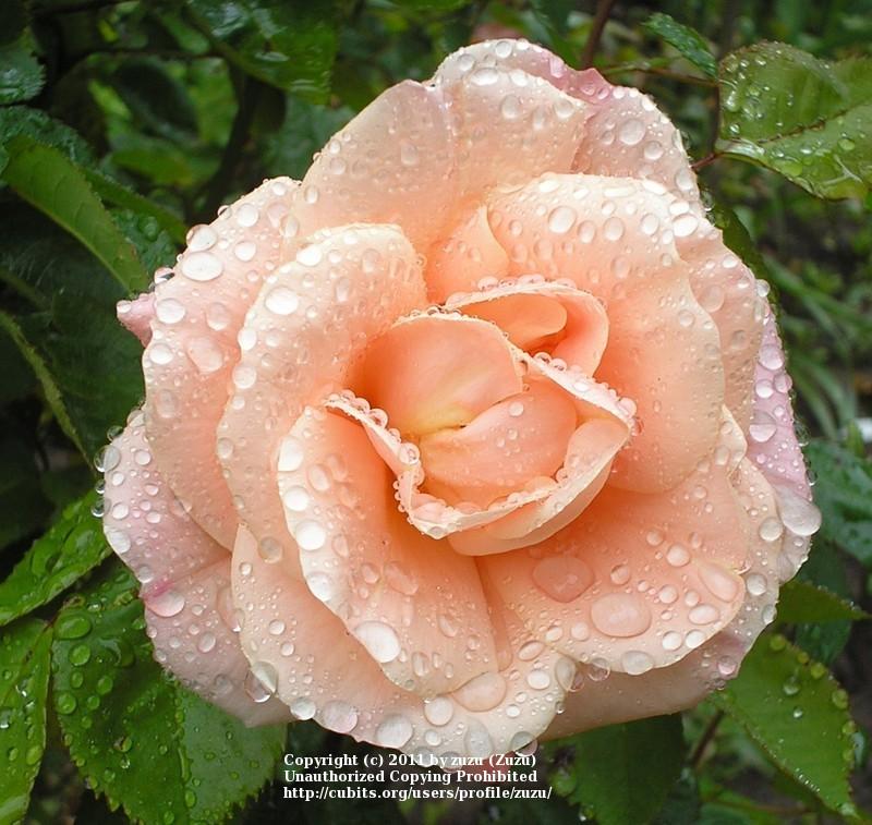 Photo of Rose (Rosa 'Folksinger') uploaded by zuzu