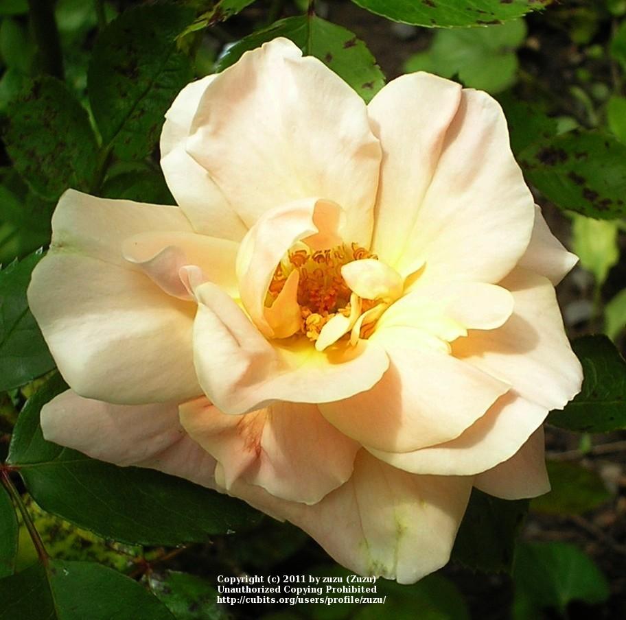 Photo of Rose (Rosa 'Folksinger') uploaded by zuzu