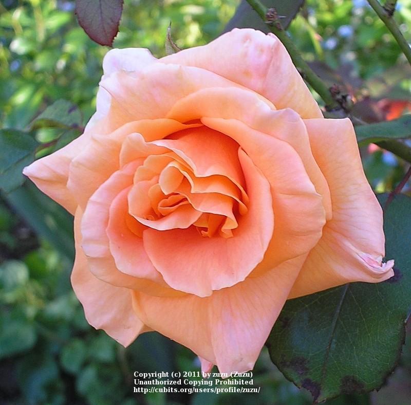 Photo of Rose (Rosa 'Bob Greaves') uploaded by zuzu