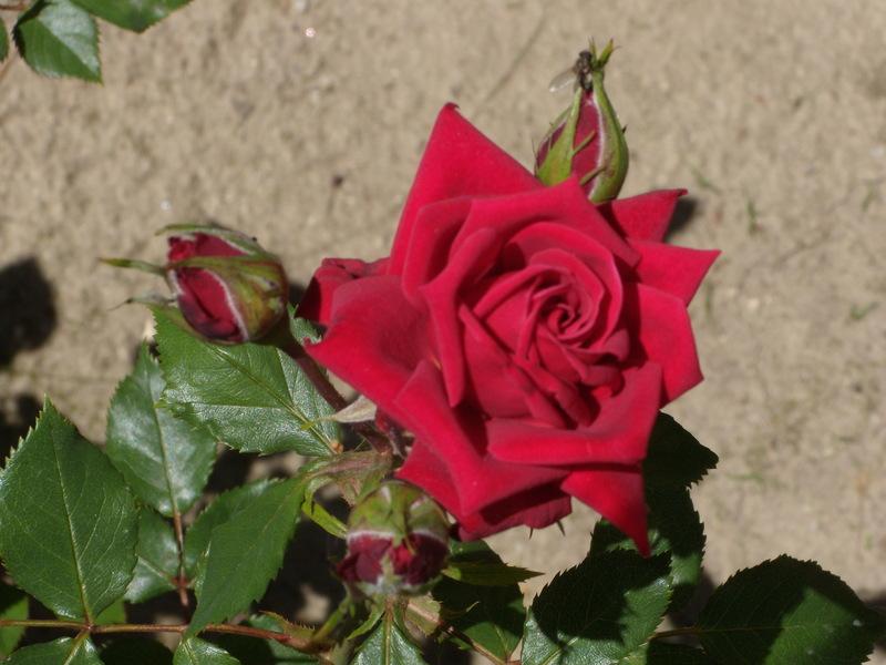 Photo of Rose (Rosa 'Maurine Neuberger') uploaded by Betja