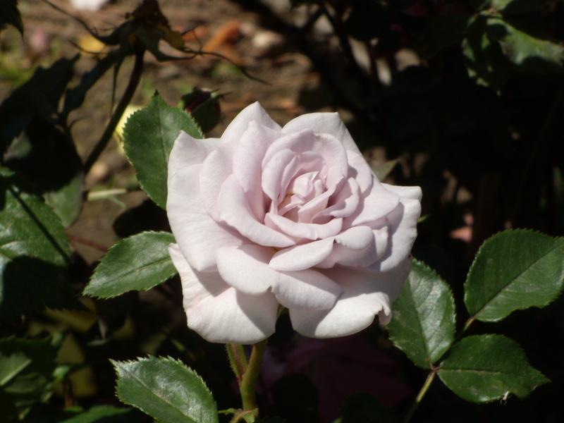 Photo of Rose (Rosa 'Winter Magic') uploaded by Betja