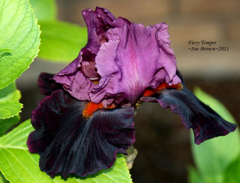 Photo of Tall Bearded Iris (Iris 'Fiery Temper') uploaded by Calif_Sue