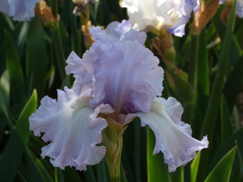 Photo of Tall Bearded Iris (Iris 'Royal Sterling') uploaded by Betja