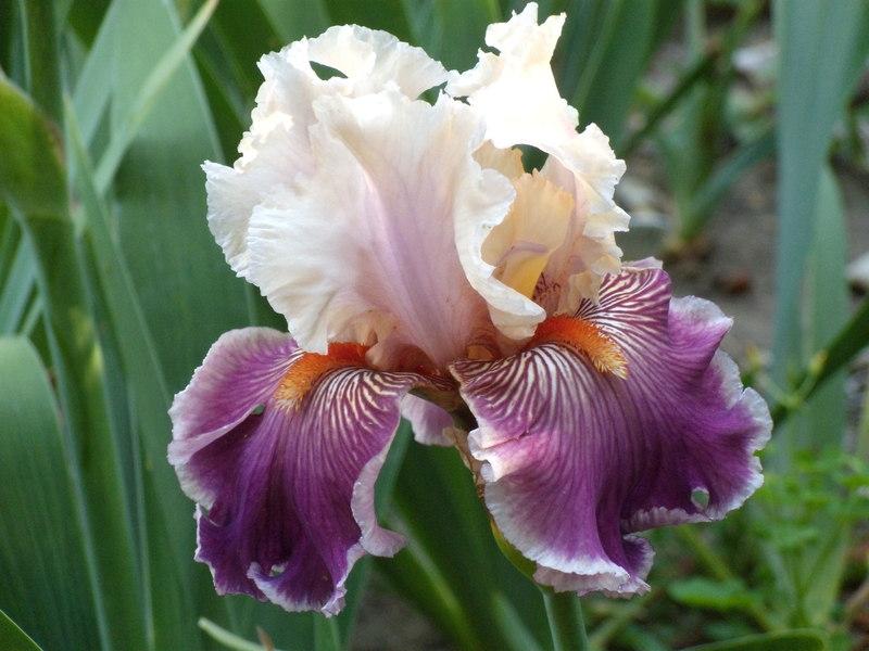 Photo of Tall Bearded Iris (Iris 'Truly Wicked') uploaded by Betja